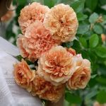 Белль Д' Анжу (Belle D'Anjou)