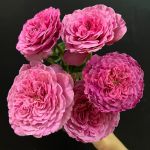 Абдиэл (Abdiel)