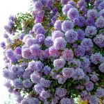 Рейни Блу (Rainy Blue)