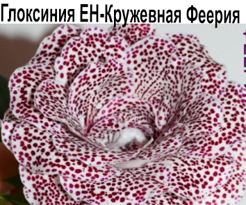 Глоксиния ЕН-Кружевная Феерия  НОВИНКА