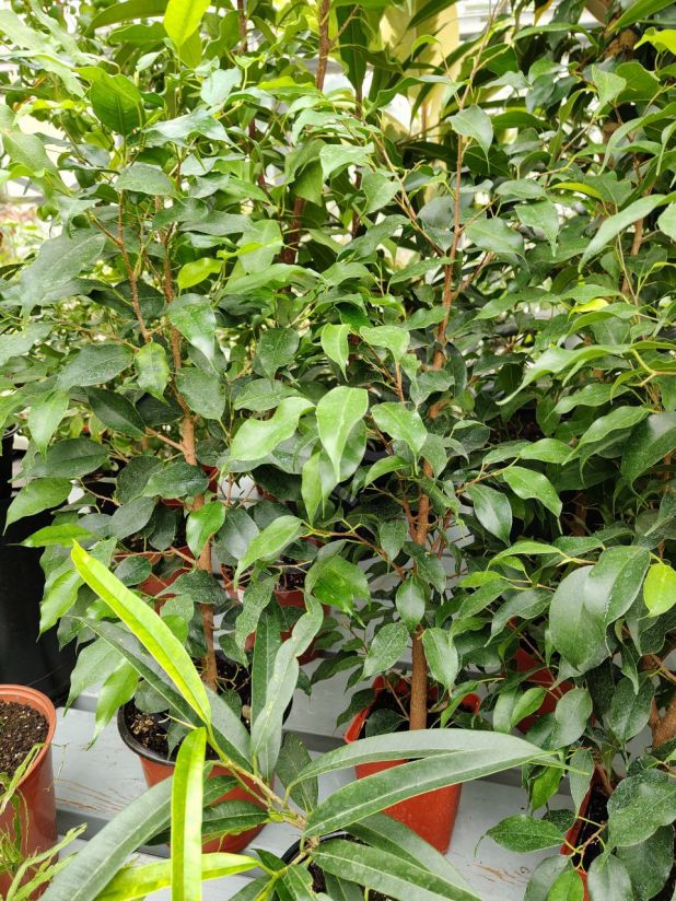 Фикус Бенджамина Даниэль