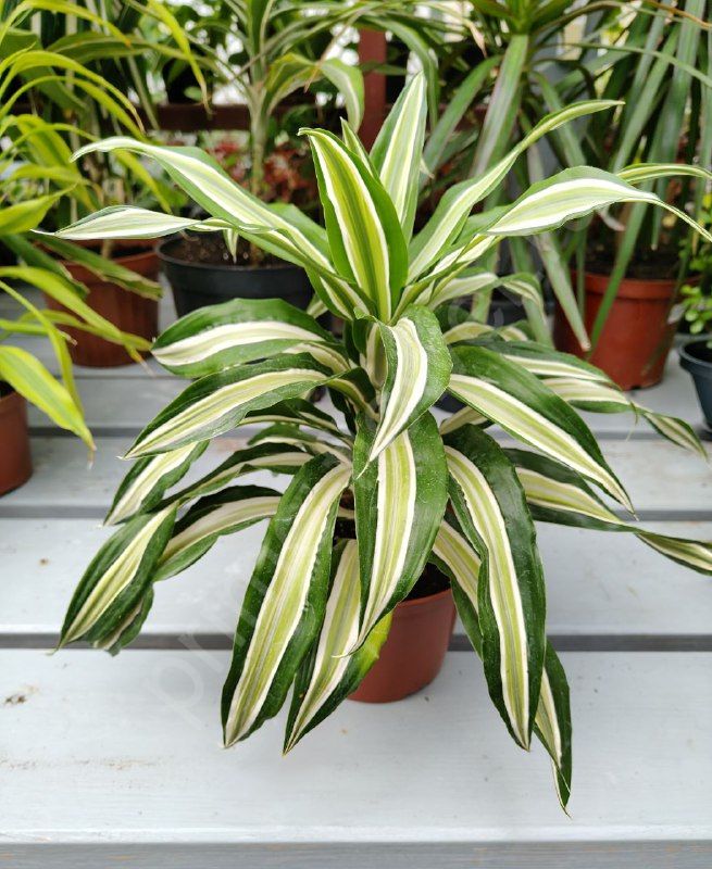 Драцена Фрагранс Малайка