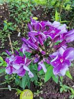 Флокс 'Вечерний Донецк' /  Phlox 'Vechernij Doneck'