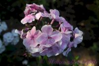 Флокс 'Красотка' / Phlox 'Krasotka'