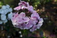 Флокс 'Красотка' / Phlox 'Krasotka'