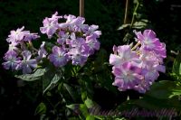 Флокс 'Лунный камень' / Phlox 'Lunnyj kamen'