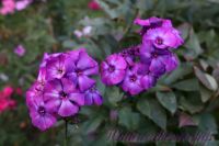 Флокс 'Сталкер' / Phlox 'Stalker'