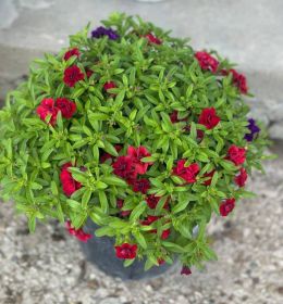 КАЛИБРАХОА МИКС