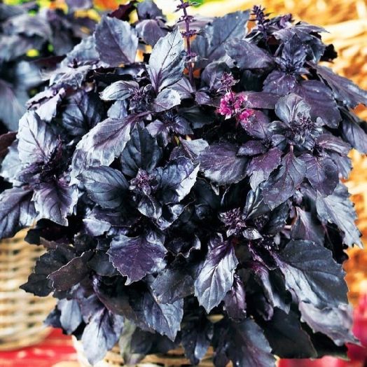 Базилик ЕРЕВАНСКИЙ САПФИР, 50г семян