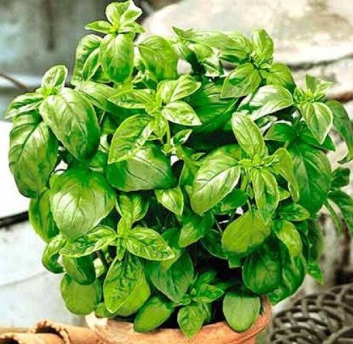 Базилик ЗЕЛЁНЫЙ АРОМАТНЫЙ, 50г семян