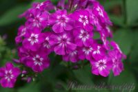Флокс 'Лавандия' /  Phlox 'Lavandia'