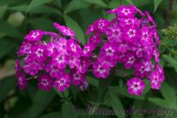 Флокс 'Лавандия' /  Phlox 'Lavandia'