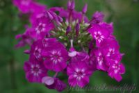 Флокс 'Лавандия' /  Phlox 'Lavandia'