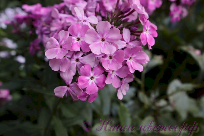 Флокс 'Луиза' / Phlox 'Luiza'