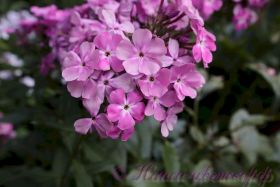 Флокс 'Луиза' / Phlox 'Luiza'