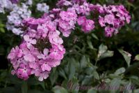 Флокс 'Луиза' / Phlox 'Luiza'