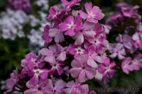 Флокс 'Луиза' / Phlox 'Luiza'