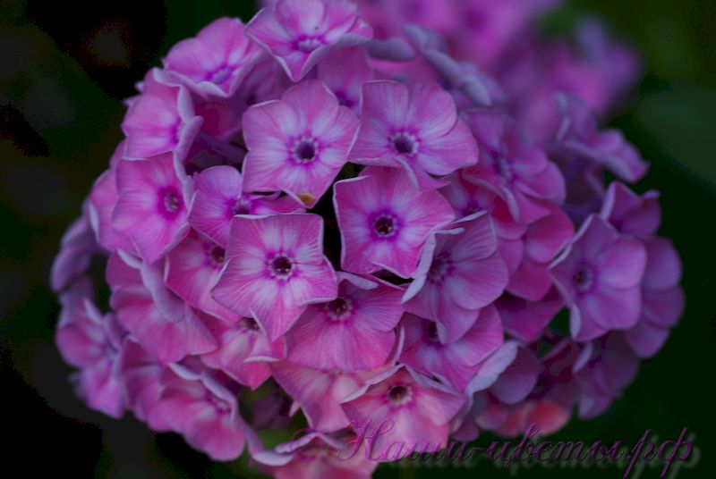 Флокс 'Сестренка' /  Phlox 'Sestrenka'