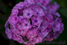 Флокс 'Сестренка' /  Phlox 'Sestrenka'