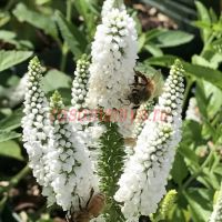 Вероника длиннолистная First Lady