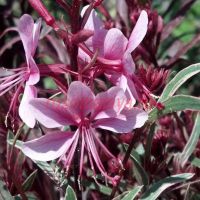 Гаура Passionate Rainbow