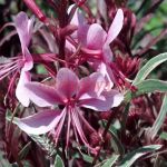 Гаура Passionate Rainbow