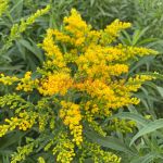 Золотарник гибридный (Solidago hybridum)