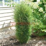 Крушина ломкая Fine Line