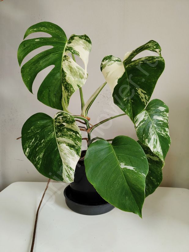 Монстера Альба (Вариегатная)