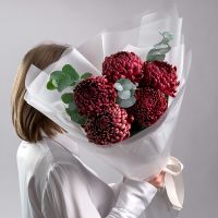 Хризантемы "Бигуди Бордо"