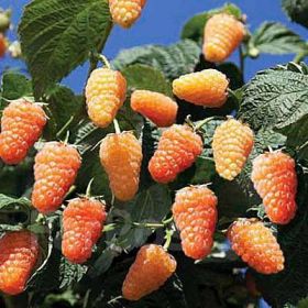 Малина Оранжевое Чудо (в Р9)