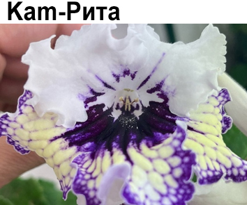 Kam-Рита (Тимошина)