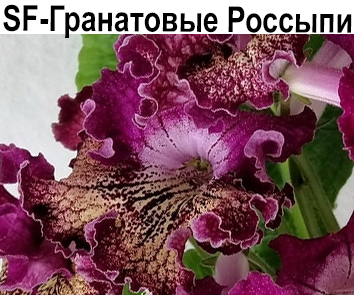 SF-Гранатовые Россыпи  НОВИНКА КАТАЛОГА!