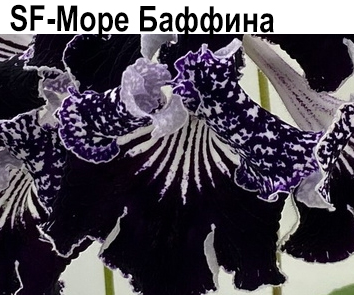 SF-Море Баффина (И.Кулешова) 24г  НОВИНКА КАТАЛОГА!