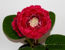 ЕН-Огненная Дива (сел.Е.Николаева) Новинка 2025!