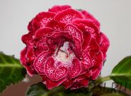 ЕН-Комплимент Королеве (сел.Е.Николаева) Новинка 2025!