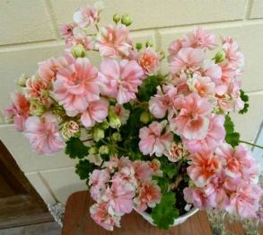 Пеларгония межвидовая Ludwigsburger Flair