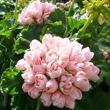 Пеларгония тюльпановидная Marbaska Tulpan