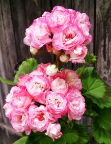 Пеларгония розебудная Denise