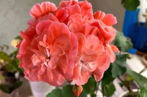 Пеларгония межвидовая PG. Novis Hanna