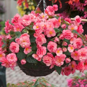 Бегония Sweetspice English Rose