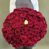 101 роза красные и белая (60см)