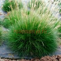 Овсяница Готье