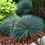 Овсяница сизая Элайджа Блю