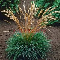 Келерия сизая