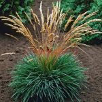 Келерия сизая