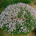 Тимьян обыкновенный Fredo