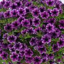 Петуния Littletunia Pink Vein