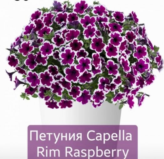 Петуния Capella Rim Raspberry