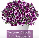 Петуния Capella Rim Raspberry
